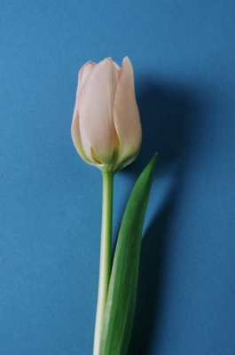  Georges_Dobrev